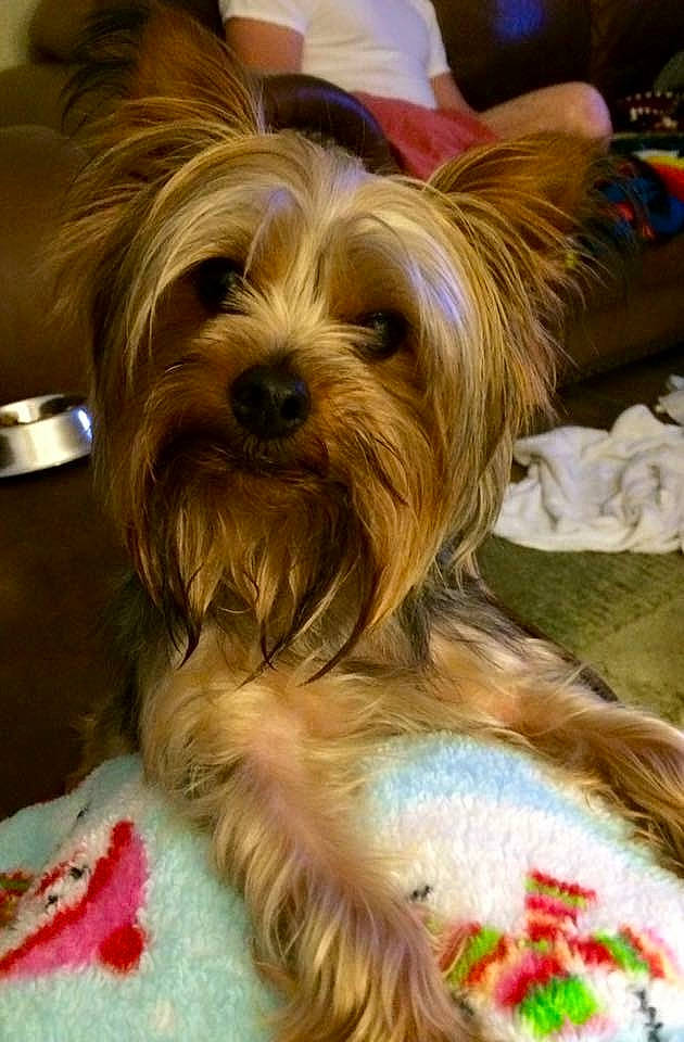 Casey joined the competition — help win amazing prizes! australian_terrier, biewer_terrier, canidae, carnivore, companion_dog, dog, dog_breed, dog_supply, fashion_accessory, fur, liver, maltepoo, small_terrier, snout, sporting_group, terrier, toy_dog, working_animal, yorkipoo, yorkshire_terrier