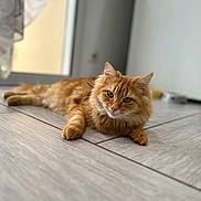 Garfield participe au concours pour gagner de l'argent avec cette photo : cat, ginger_cat, fluffy, pet, animal, indoor, floor, tile_floor, relaxed, lying_down, fur, whiskers, ears, eyes, home, window, curious, close_up, mammal, domestic_animal