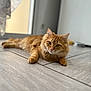cat, ginger_cat, fluffy, pet, animal, indoor, floor, tile_floor, relaxed, lying_down, fur, whiskers, ears, eyes, home, window, curious, close_up, mammal, domestic_animal