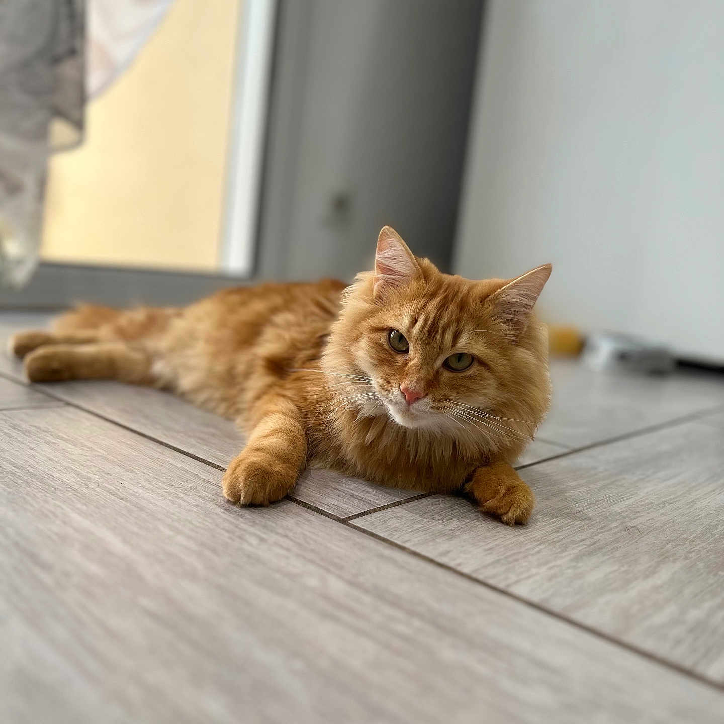 Garfield participe au concours pour gagner de l'argent avec cette photo : animal, cat, close_up, curious, domestic_animal, ears, eyes, floor, fluffy, fur, ginger_cat, home, indoor, lying_down, mammal, pet, relaxed, tile_floor, whiskers, window