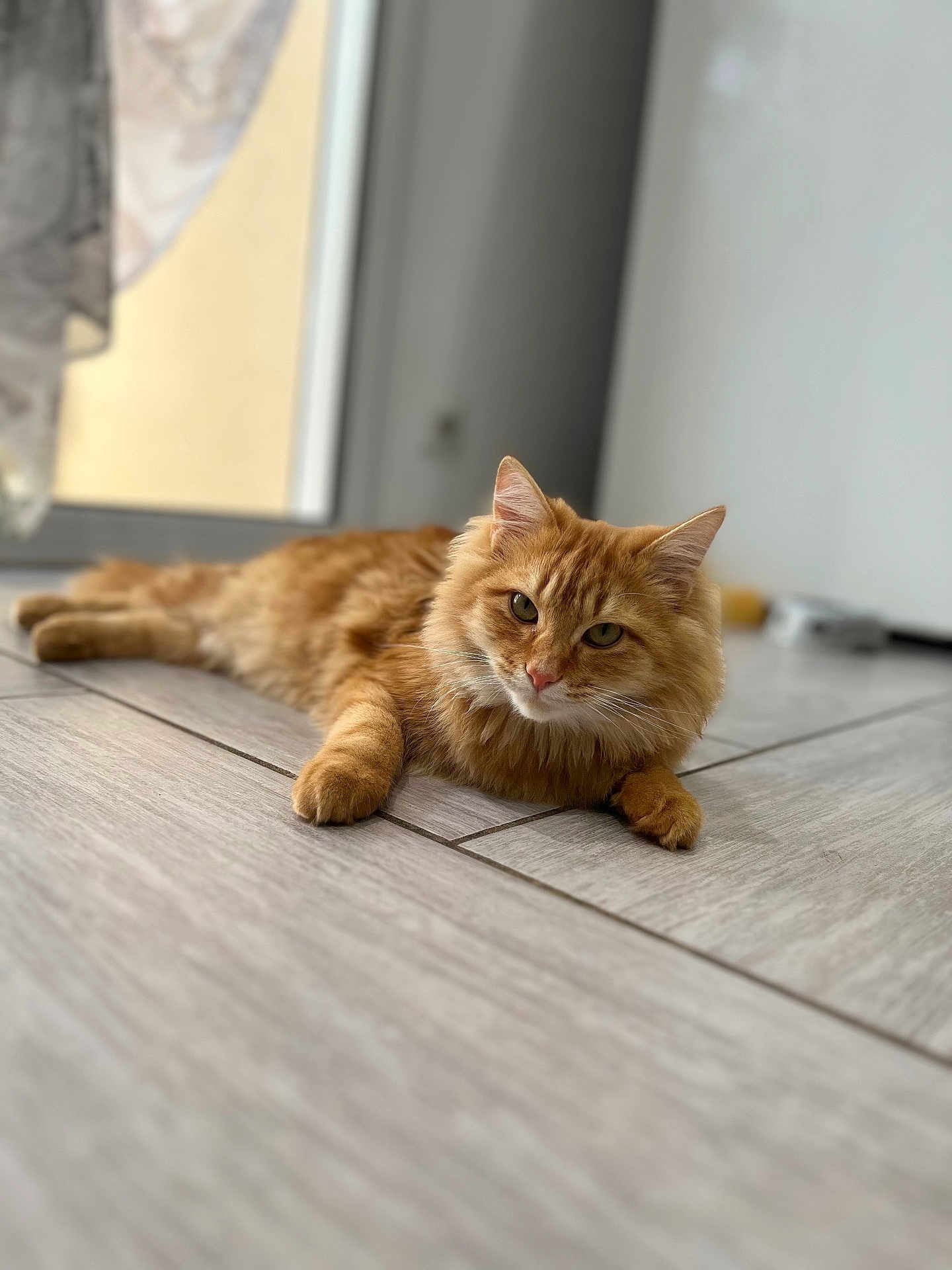 Garfield participe au concours pour gagner de l'argent avec cette photo : cat, ginger_cat, fluffy, pet, animal, indoor, floor, tile_floor, relaxed, lying_down, fur, whiskers, ears, eyes, home, window, curious, close_up, mammal, domestic_animal