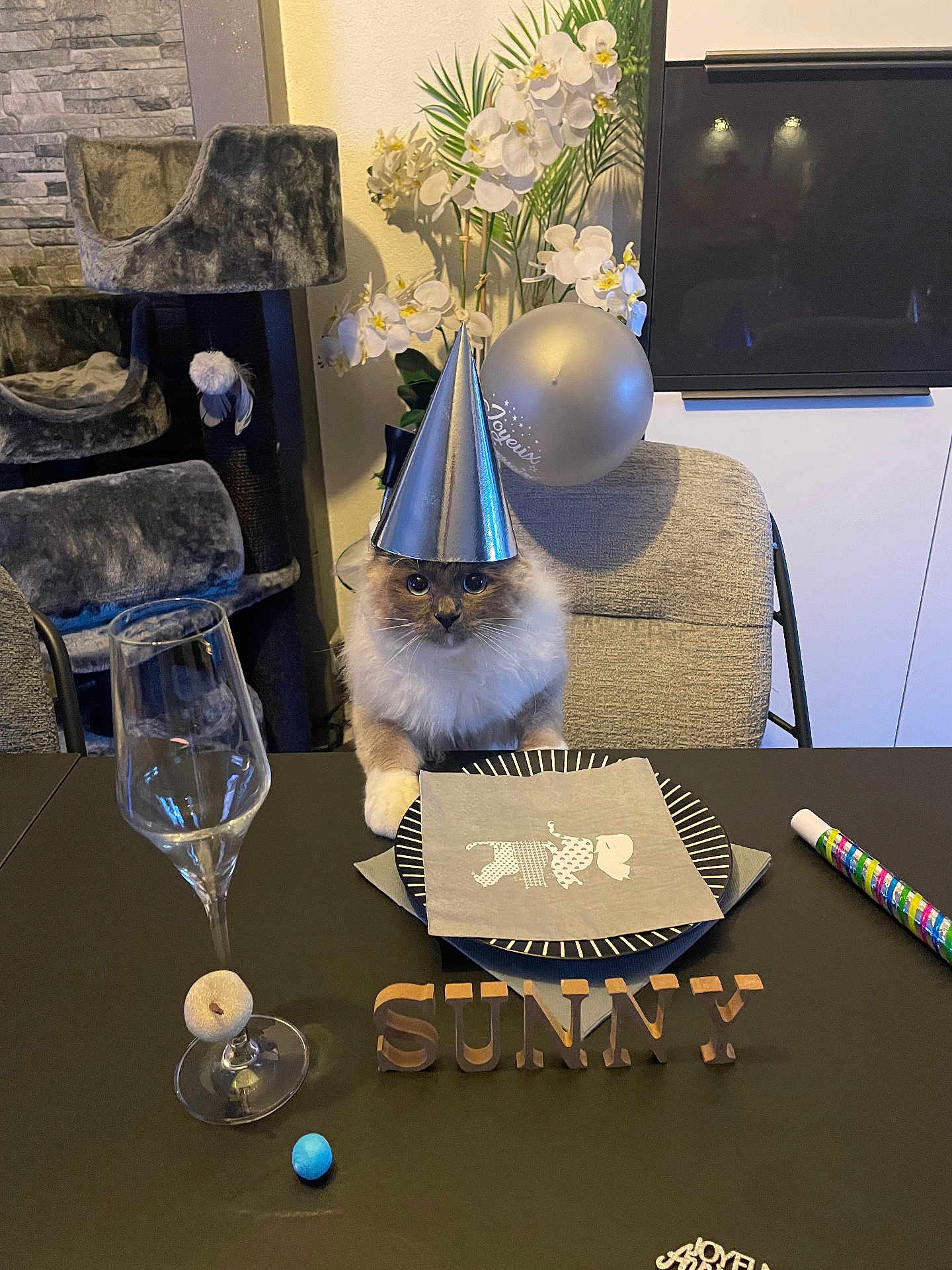 Clara Le Roux a rejoint le concours — aidez-le/la à gagner de superbes lots ! cat, party_hat, balloon, dining_table, plate, napkin, glass, wooden_letters, chair, cat_tree, flower, orchid, indoor, celebration, party, pet, furry, decor, tableware, cozy