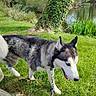 dog, husky, siberian_husky, canine, outdoor, park, grass, pond, garden, trees, ivy, nature, leash, walking, standing, tongue_out, black_and_white, gray_fur, pointed_ears, photobomb