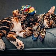 Snickers a rejoint le concours — aidez-le/la à gagner de superbes lots ! cat, tabby_cat, sleeping, suitcase, travel, goggles, scarf, neckerchief, backpack, colorful, costume, pet, feline, lying_down, indoors, studio, portrait, luggage, relaxed, humorous