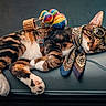 cat, tabby_cat, sleeping, suitcase, travel, goggles, scarf, neckerchief, backpack, colorful, costume, pet, feline, lying_down, indoors, studio, portrait, luggage, relaxed, humorous