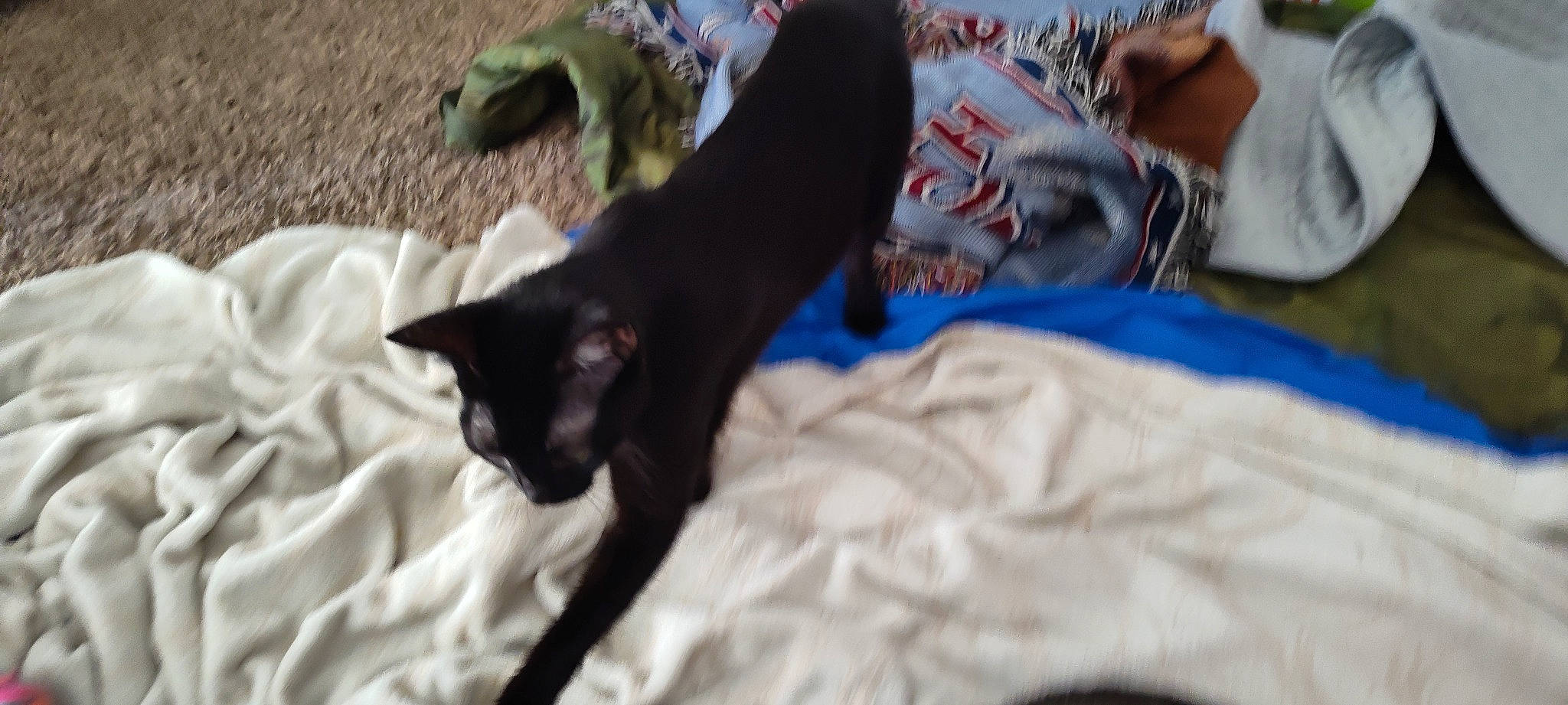 Salam joined the competition — help win amazing prizes! black_cat, bombay, carnivore, cat, claw, comfort, dog_breed, domestic_short_haired_cat, event, felidae, fur, human_leg, linens, small_to_medium_sized_cats, tail, whiskers