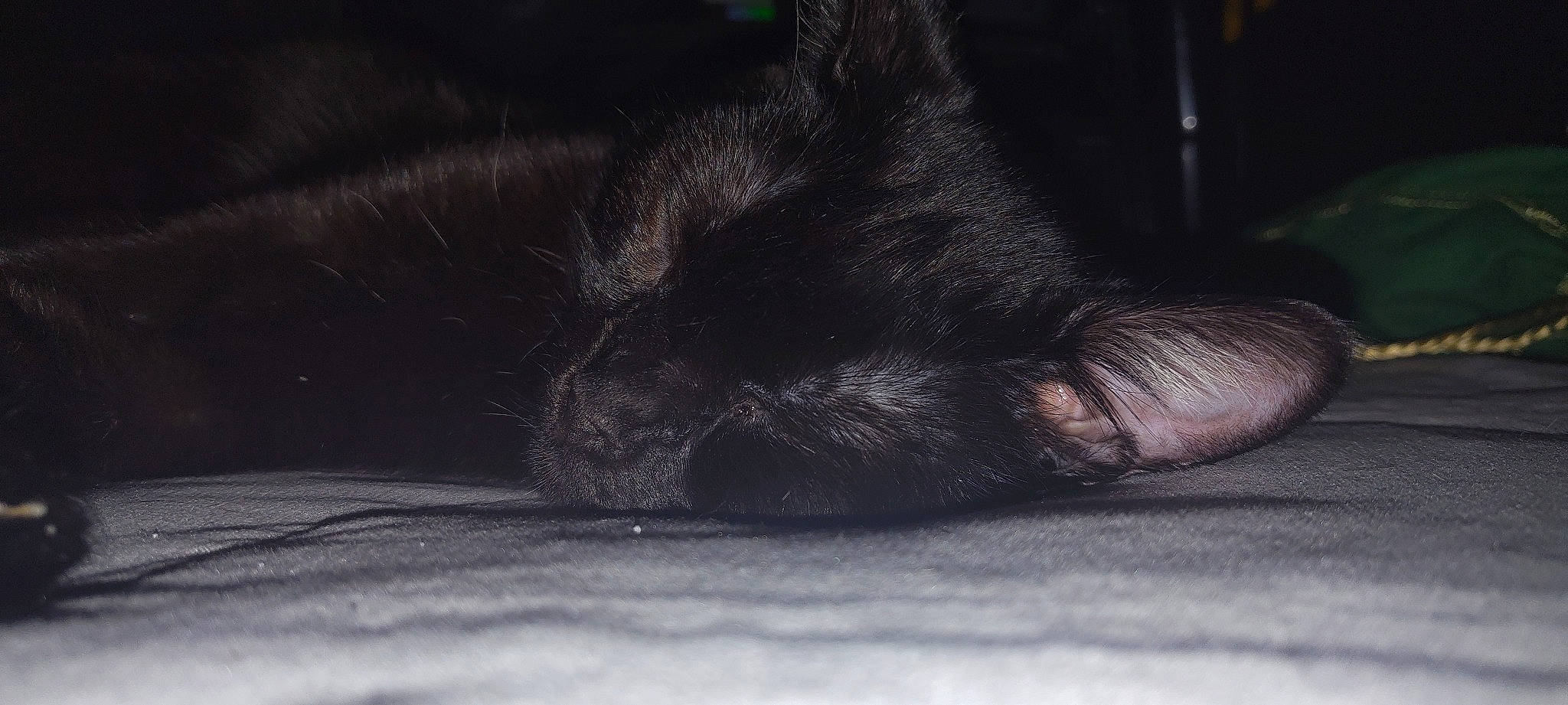 Salam is registered to the contest to win money with this photo: black_cat, carnivore, cat, cloud, comfort, darkness, dog_breed, domestic_short_haired_cat, felidae, foot, grey, human_leg, monochrome_photography, paw, sky, small_to_medium_sized_cats, snout, sporting_group, tints_and_shades, whiskers