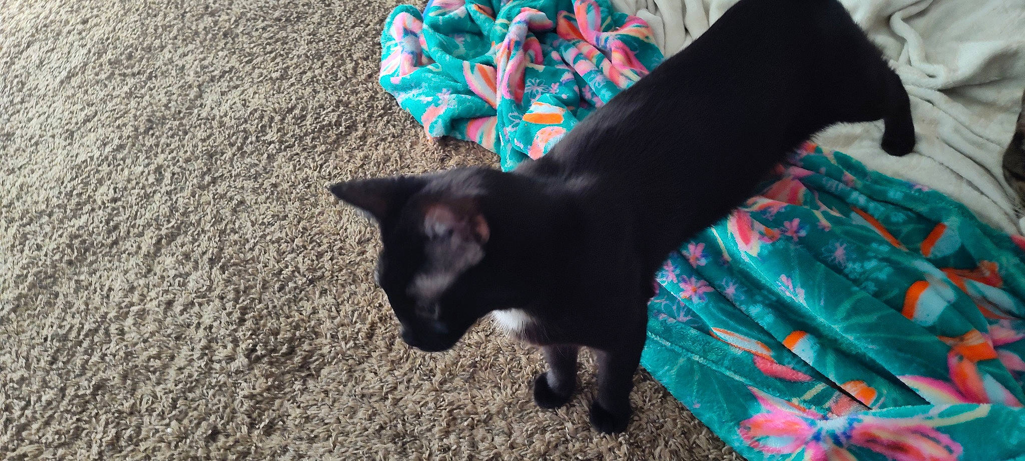 Salam is registered to the contest to win money with this photo: black_cat, bombay, carnivore, cat, claw, comfort, dog_breed, domestic_short_haired_cat, electric_blue, felidae, fur, grass, grey, pattern, paw, small_to_medium_sized_cats, snout, tail, terrestrial_animal, whiskers