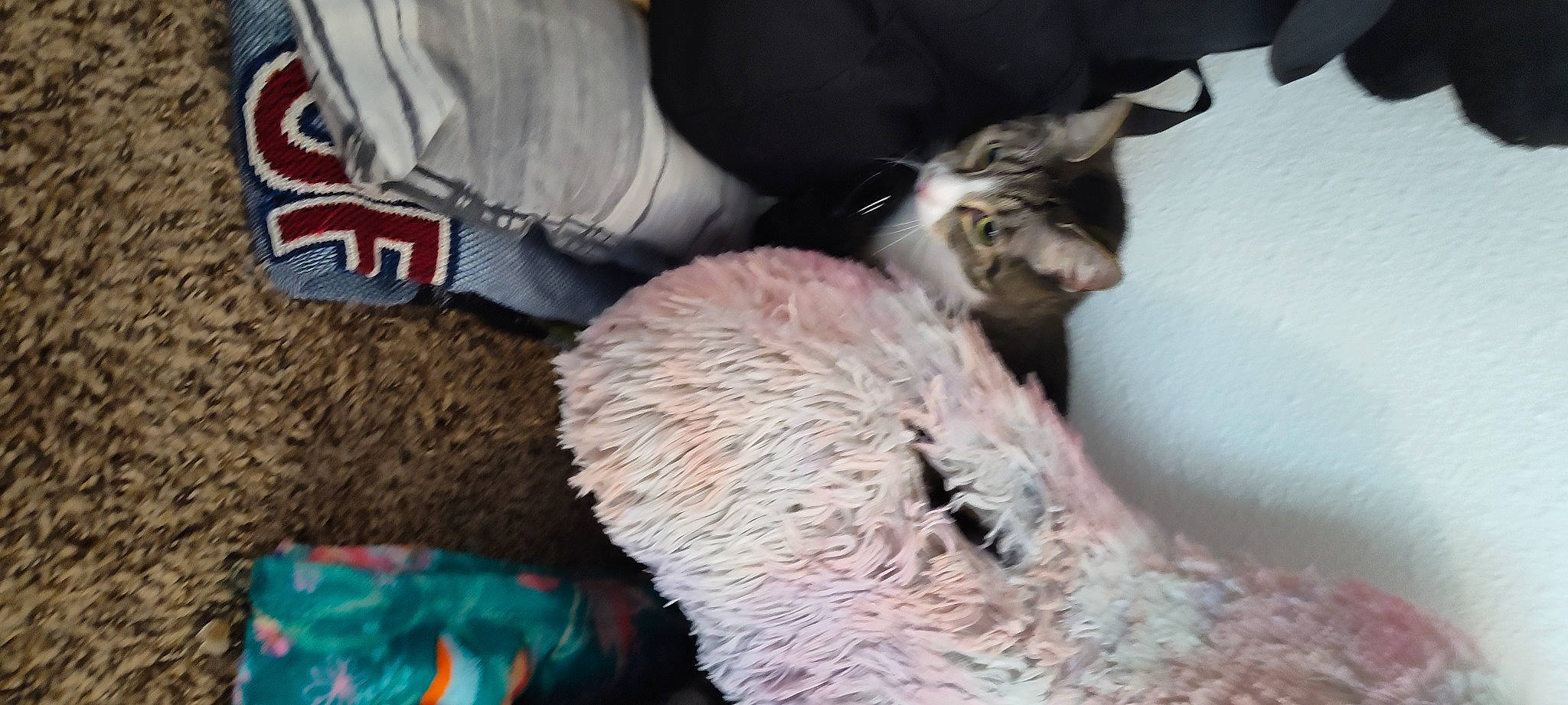 Athena joined the competition — help win amazing prizes! canidae, carnivore, cat, claw, comfort, dog_breed, domestic_short_haired_cat, event, fawn, felidae, fur, hat, paw, small_to_medium_sized_cats, snout, tail, terrestrial_animal, whiskers, wool, woolen