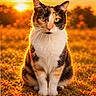 cat, calico_cat, pet, animal, feline, sitting, portrait, outdoor, meadow, grass, autumn, sunset, golden_hour, orange_light, whiskers, green_eyes, tri_color, nature, centered_composition, dramatic_lighting