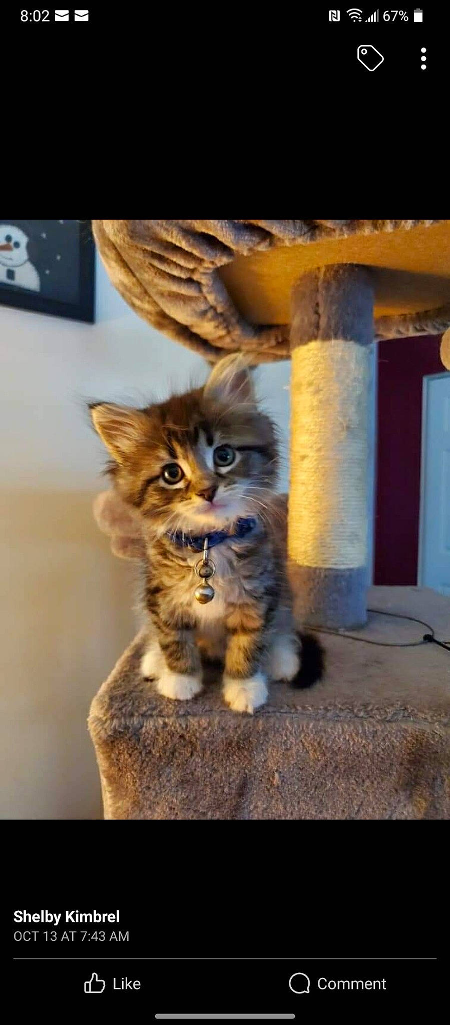 Bella is registered to the contest to win money with this photo: carnivore, cat, claw, column, domestic_short_haired_cat, door, fawn, felidae, fur, paw, sitting, small_to_medium_sized_cats, snout, tail, terrestrial_animal, tints_and_shades, whiskers, wildlife, window, wood