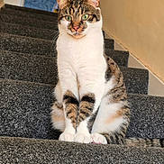 Kesari is registered to the contest to win money with this photo: animal, carpet, cat, closeup, curious, domestic_cat, doorway, ears, feline, fur, green_eyes, household, indoor, looking, pet, sitting, stairs, tabby_cat, tail, whiskers