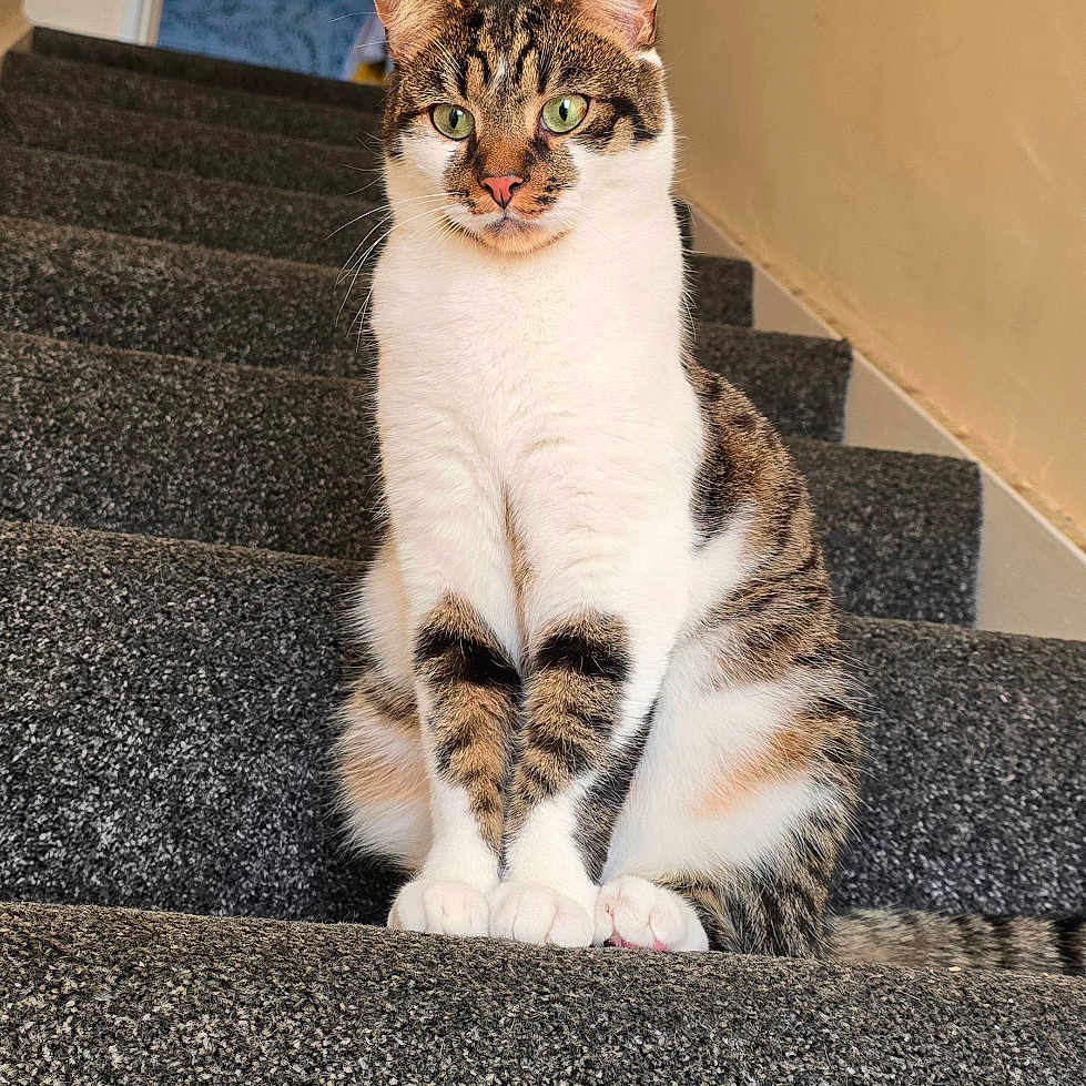 Kesari is registered to the contest to win money with this photo: animal, carpet, cat, closeup, curious, domestic_cat, doorway, ears, feline, fur, green_eyes, household, indoor, looking, pet, sitting, stairs, tabby_cat, tail, whiskers