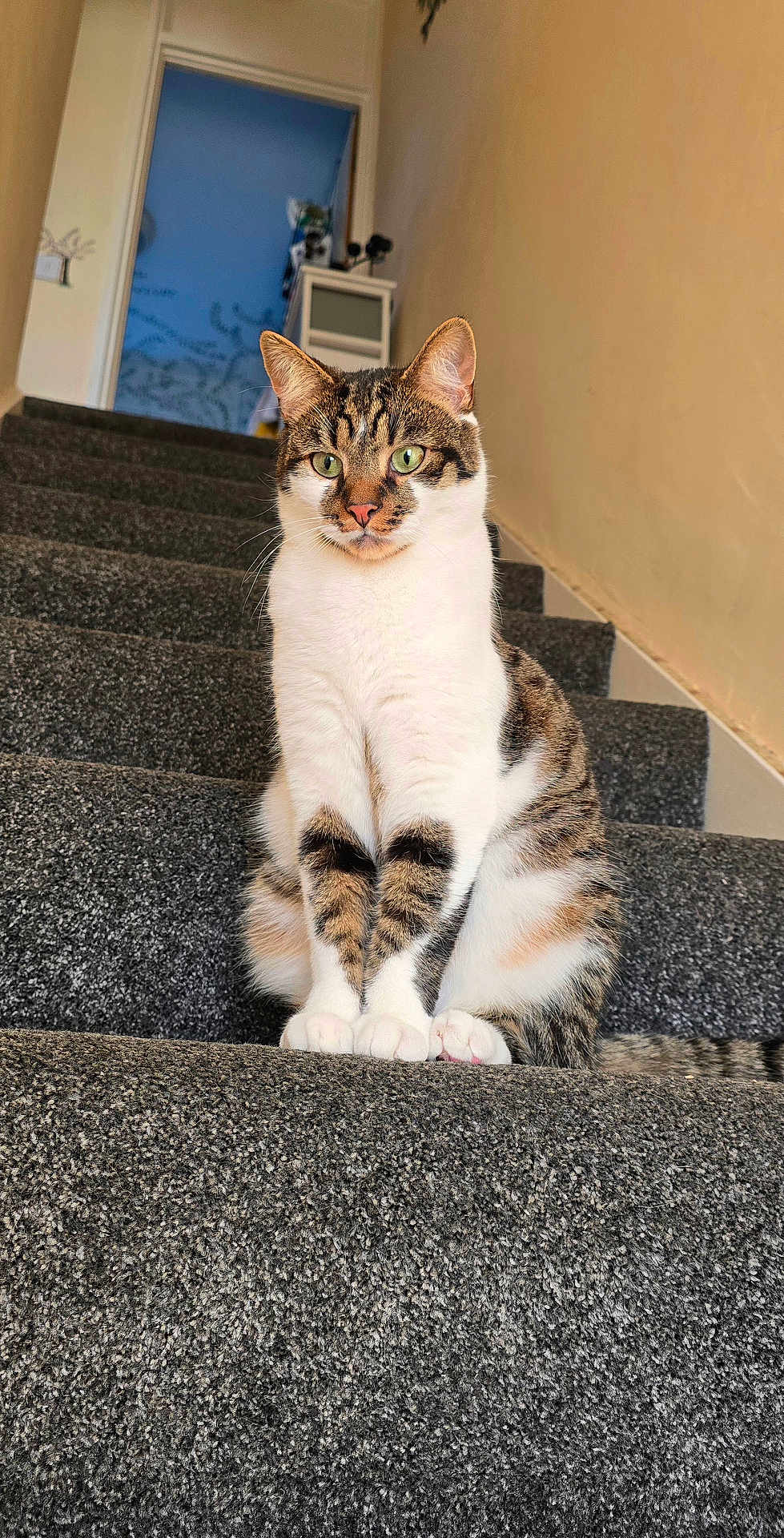 Kesari is registered to the contest to win money with this photo: animal, carpet, cat, closeup, curious, domestic_cat, doorway, ears, feline, fur, green_eyes, household, indoor, looking, pet, sitting, stairs, tabby_cat, tail, whiskers