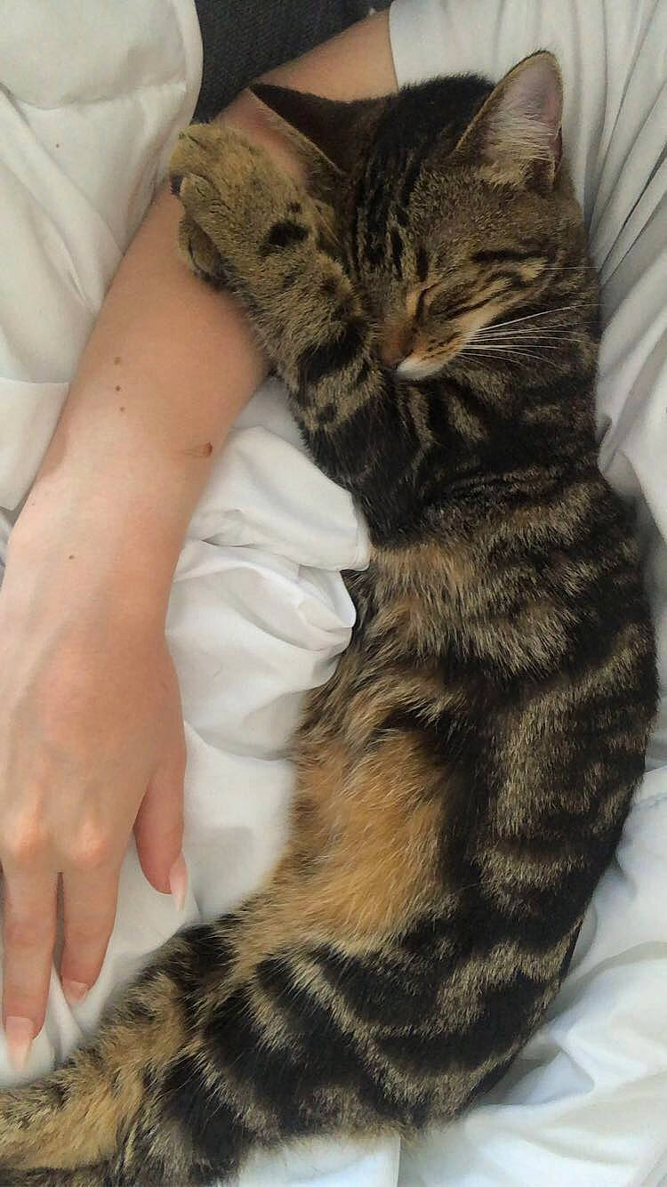 Shiva participe au concours pour gagner de l'argent avec cette photo : carnivore, cat, claw, comfort, domestic_short_haired_cat, felidae, foot, fur, gesture, hug, human_leg, nail, nap, pattern, paw, small_to_medium_sized_cats, snout, tail, terrestrial_animal, whiskers