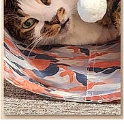 Cooper joined the competition — help win amazing prizes! calendar, calendar_cover, carpet, cat, close_up, cozy, cute, fabric, feline, green_eyes, indoor, patterned_blanket, pet, pom_pom, portrait, printed_text, spiral_binding, tabby, toy, whiskers