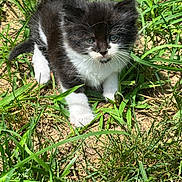Mavrick joined the competition — help win amazing prizes! adorable, animal, black_and_white, cat, closeup, curious, cute, exploring, fur, grass, ground, kitten, nature, outdoor, paws, pet, small, sunlight, whiskers, young