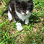 adorable, animal, black_and_white, cat, closeup, curious, cute, exploring, fur, grass, ground, kitten, nature, outdoor, paws, pet, small, sunlight, whiskers, young