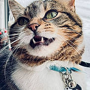 Mittens joined the competition — help win amazing prizes! cat, tabby_cat, close_up, green_eyes, collar, pet_tag, feline, whiskers, indoor, window, rain, fur, animal, cute, muzzle, face, domestic_animal, expression, portrait, pet