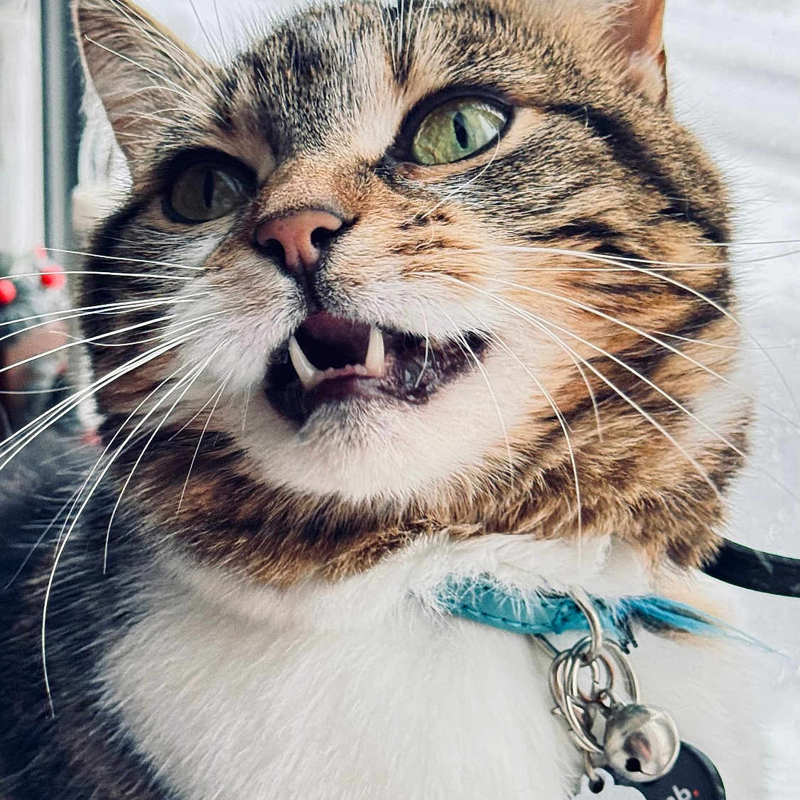 Mittens joined the competition — help win amazing prizes! animal, cat, close_up, collar, cute, domestic_animal, expression, face, feline, fur, green_eyes, indoor, muzzle, pet, pet_tag, portrait, rain, tabby_cat, whiskers, window