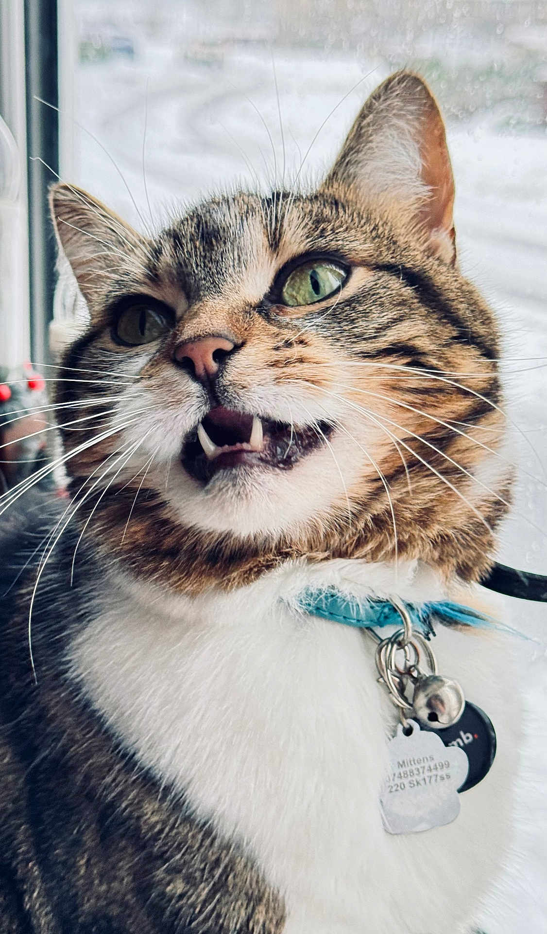 Mittens joined the competition — help win amazing prizes! cat, tabby_cat, close_up, green_eyes, collar, pet_tag, feline, whiskers, indoor, window, rain, fur, animal, cute, muzzle, face, domestic_animal, expression, portrait, pet