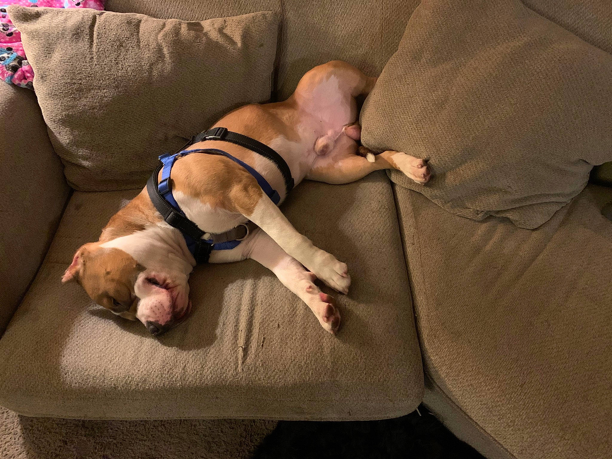 Rubble is registered to the contest to win money with this photo: abdomen, baby, barechested, barefoot, carnivore, chest, comfort, companion_dog, couch, fawn, flooring, human_leg, joint, knee, linens, shoulder, thigh, toddler, trunk, wood