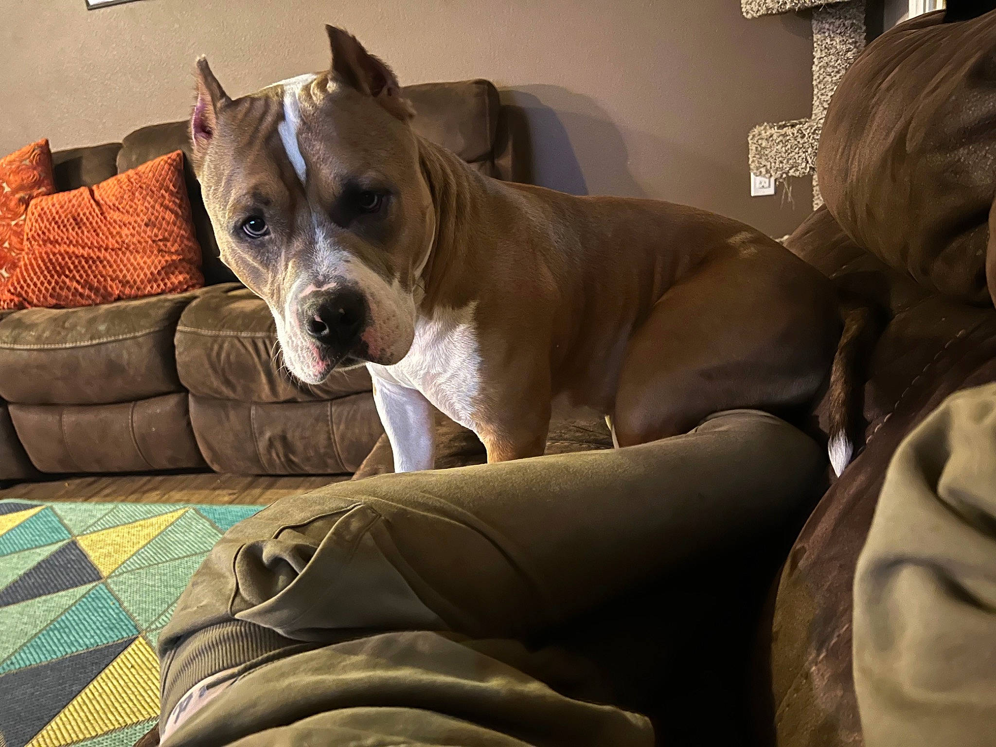 Rubble is registered to the contest to win money with this photo: canidae, carnivore, collar, comfort, companion_dog, couch, dog, dog_breed, dog_collar, dog_supply, fawn, linens, nap, pet_supply, snout, sporting_group, terrestrial_animal, toy_dog, whiskers, working_animal