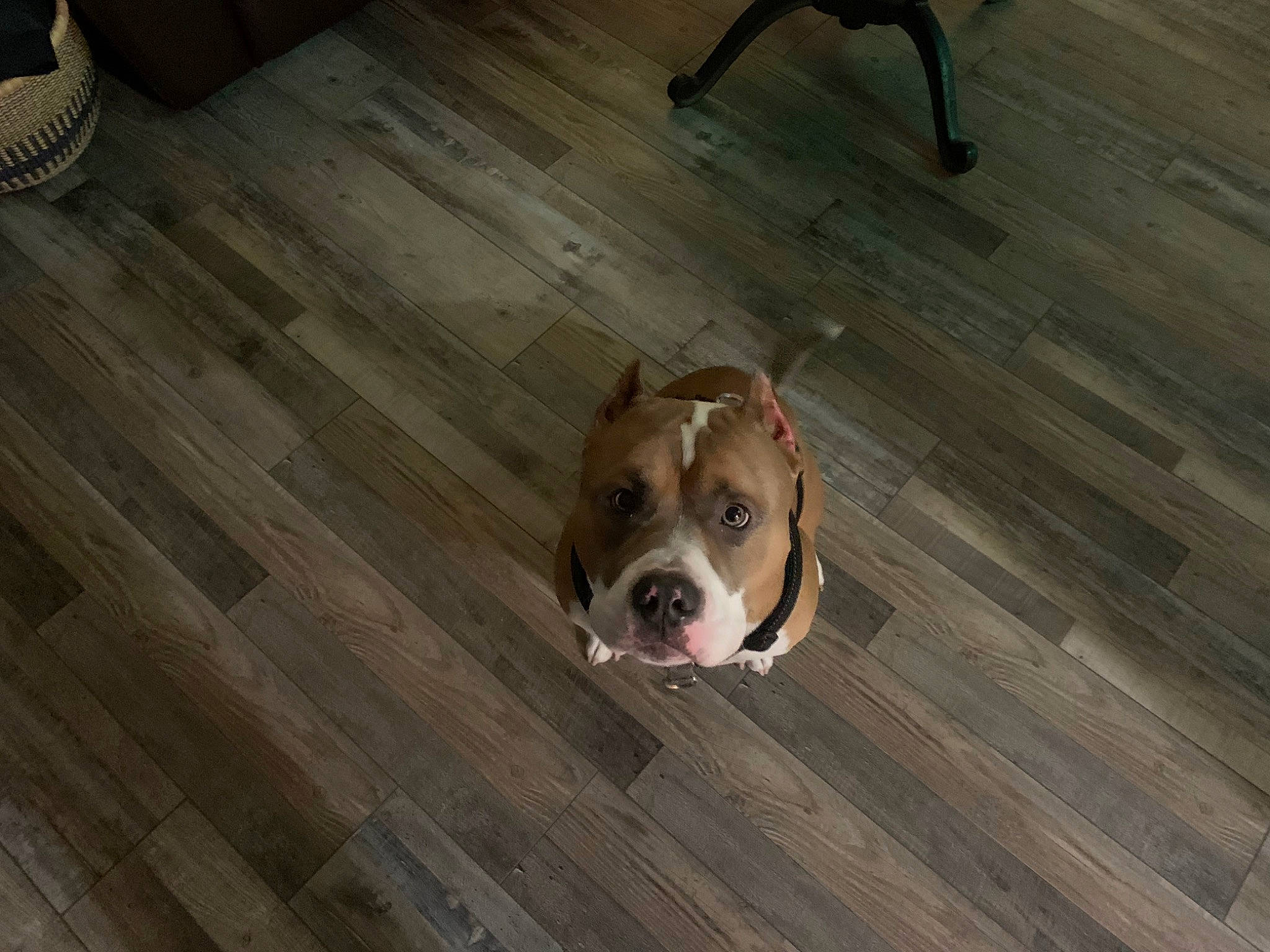 Rubble is registered to the contest to win money with this photo: carnivore, companion_dog, dog, dog_breed, fawn, floor, flooring, hardwood, laminate_flooring, liver, plank, plywood, snout, sporting_group, varnish, whiskers, wood, wood_flooring, wood_stain, working_animal