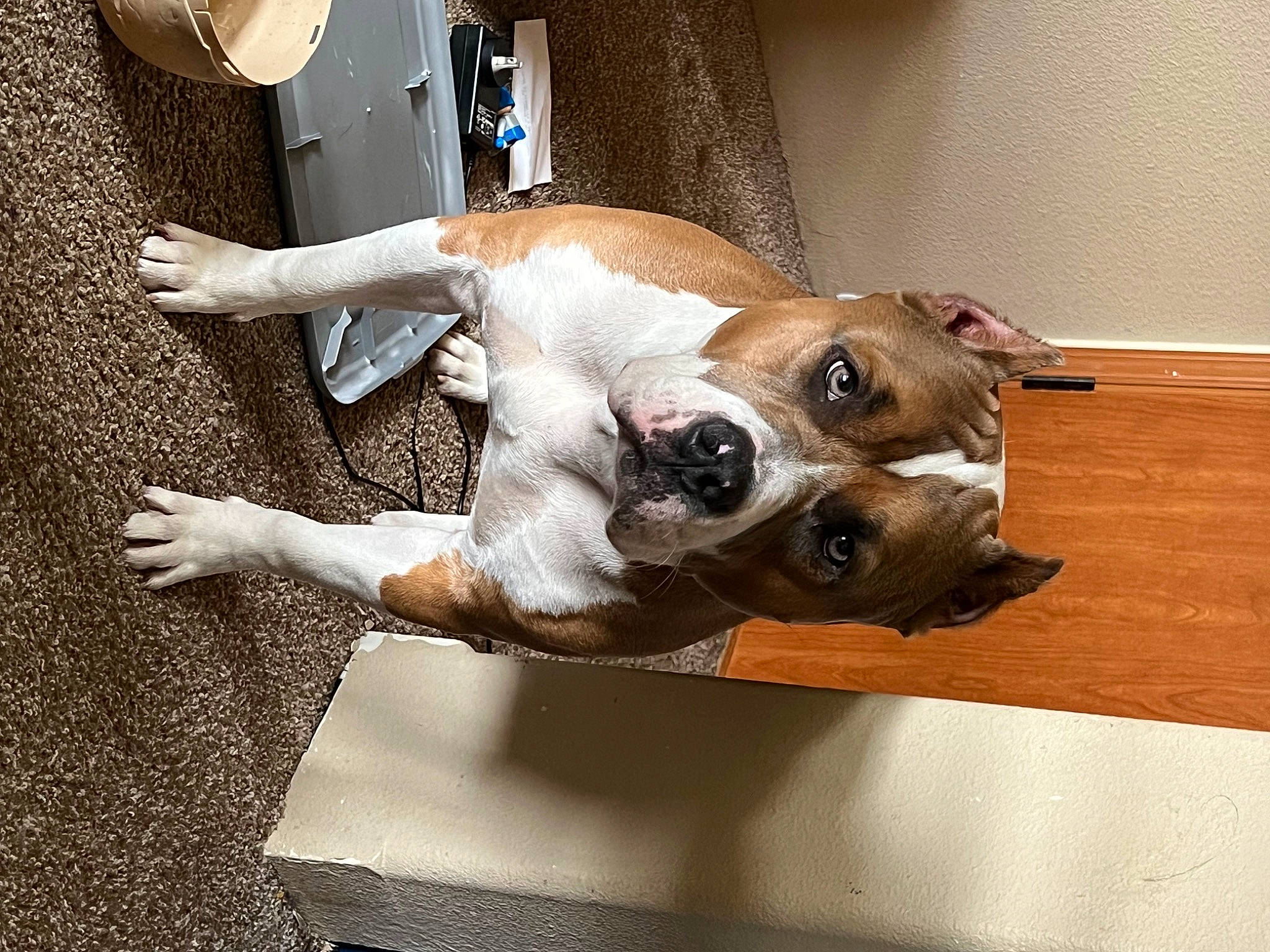 Rubble is registered to the contest to win money with this photo: canidae, carnivore, collar, companion_dog, dog, dog_breed, dog_collar, ear, fawn, flooring, mechanical_fan, non_sporting_group, paw, pet_supply, snout, sporting_group, whiskers, window, wood, working_animal