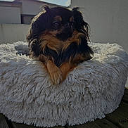 Scheila participe au concours pour gagner de l'argent avec cette photo : dog, pet_bed, fluffy, black_and_tan, long_fur, wooden_deck, outdoor, sunlight, cloudy_sky, building_wall, relaxing, small_dog, fur, shadow, daytime, sun, comfort, resting, animal, cute