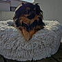 dog, pet_bed, fluffy, black_and_tan, long_fur, wooden_deck, outdoor, sunlight, cloudy_sky, building_wall, relaxing, small_dog, fur, shadow, daytime, sun, comfort, resting, animal, cute