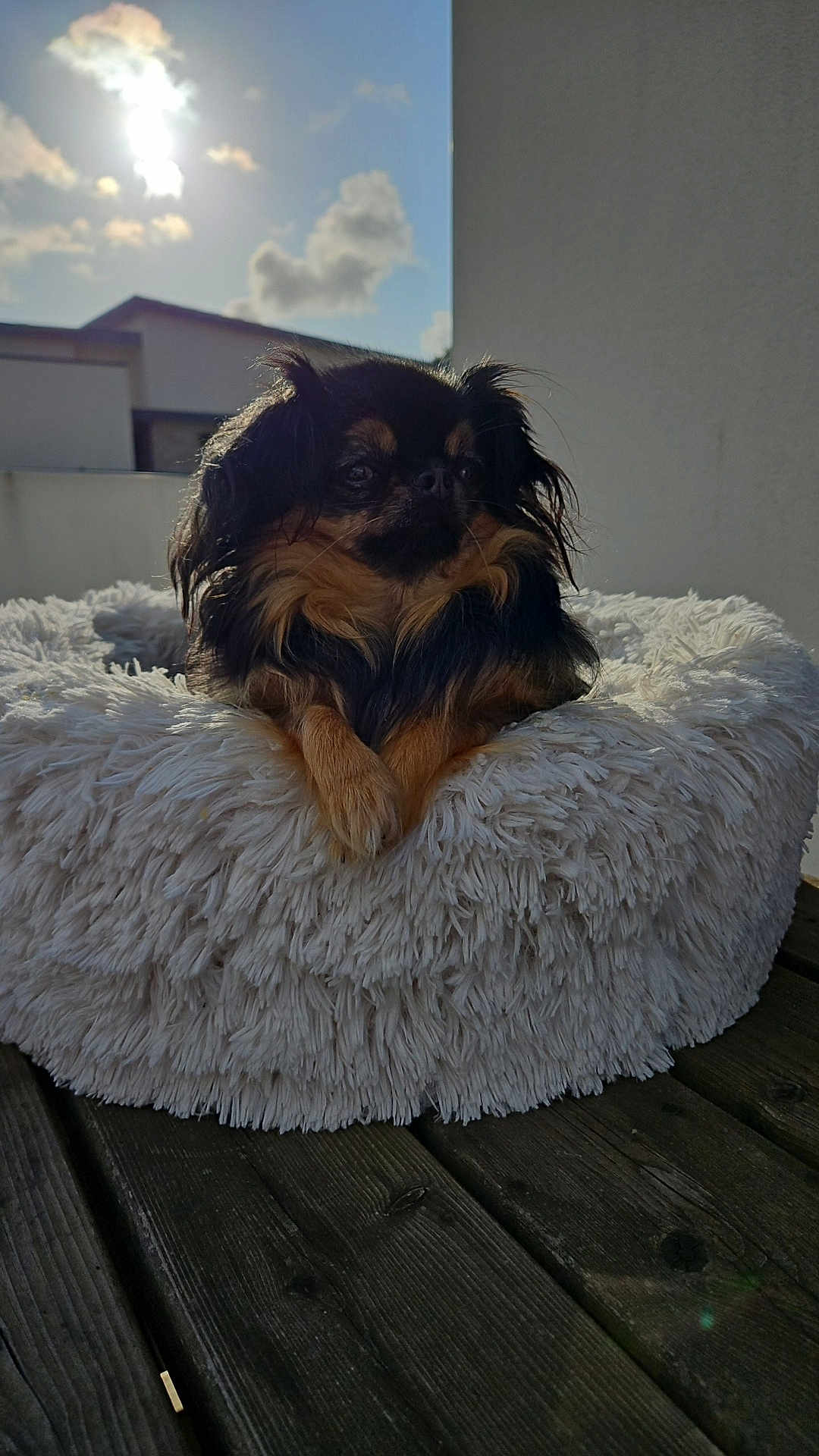 Scheila participe au concours pour gagner de l'argent avec cette photo : dog, pet_bed, fluffy, black_and_tan, long_fur, wooden_deck, outdoor, sunlight, cloudy_sky, building_wall, relaxing, small_dog, fur, shadow, daytime, sun, comfort, resting, animal, cute