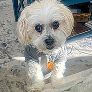 Jake is registered to the contest to win money with this photo: dog, white_dog, small_dog, pet, indoor, carpet, gray_shirt, fur, cute, eyes, collar, tag, living_room, furniture, table, basket, light, shadow, floor, cozy