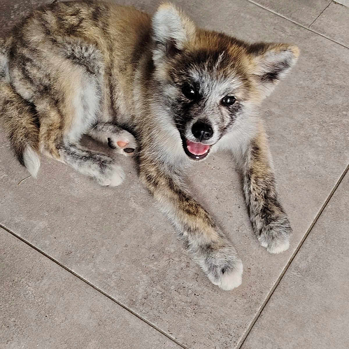 Kaito participe au concours pour gagner de l'argent avec cette photo : dog, puppy, smiling, lying_down, floor, tile_floor, happy, pet, canine, fur, ears, paw, animal, domestic_animal, young, cute, looking_up, indoor, friendly, playful