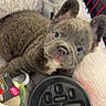Bobby joined the competition — help win amazing prizes! puppy, french_bulldog, dog, pet, bed, toy, slow_feeder_bowl, cozy, cute, fur, ears, looking_up, indoor, animal, young, resting, blanket, soft, nose, eyes