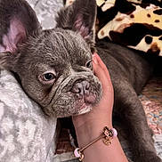Bobby joined the competition — help win amazing prizes! french_bulldog, puppy, dog, close_up, resting, blanket, hand, bracelet, ear, wrinkles, cute, pet, indoor, cozy, soft_texture, sleepy, animal, companion, bed, relaxing