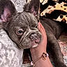 french_bulldog, puppy, dog, close_up, resting, blanket, hand, bracelet, ear, wrinkles, cute, pet, indoor, cozy, soft_texture, sleepy, animal, companion, bed, relaxing