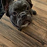 Bobby is registered to the contest to win money with this photo: dog, french_bulldog, puppy, pet, animal, indoor, wooden_floor, ears, looking_up, cute, small_dog, canine, floor, fur, companion, domestic_animal, adorable, young_dog, brown, black