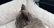 Bobby joined the competition — help win amazing prizes! kitten, cat, pet_bed, plush_toy, car_interior, steering_wheel, black_seat, gray_fur, soft_texture, toy_crocodile, cozy, domestic_cat, animal, vehicle, indoor, resting, cute, young_animal, feline, travel