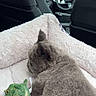 kitten, cat, pet_bed, plush_toy, car_interior, steering_wheel, black_seat, gray_fur, soft_texture, toy_crocodile, cozy, domestic_cat, animal, vehicle, indoor, resting, cute, young_animal, feline, travel