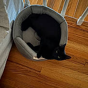 Luna joined the competition — help win amazing prizes! black_cat, cat, pet_bed, hardwood_floor, railing, indoor, green_eyes, cozy, lounging, feline, domestic_cat, furniture, home_interior, wooden_floor, sleepy, curled_up, looking_up, black_fur, shadow, soft_bed