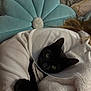 Luna is registered to the contest to win money with this photo: cat, black_cat, cone, e_collar, pet, feline, blanket, pillow, plush_pillow, bed, indoor, human_arm, cozy, green_eyes, whiskers, ears, fur, resting, snuggle, relaxing