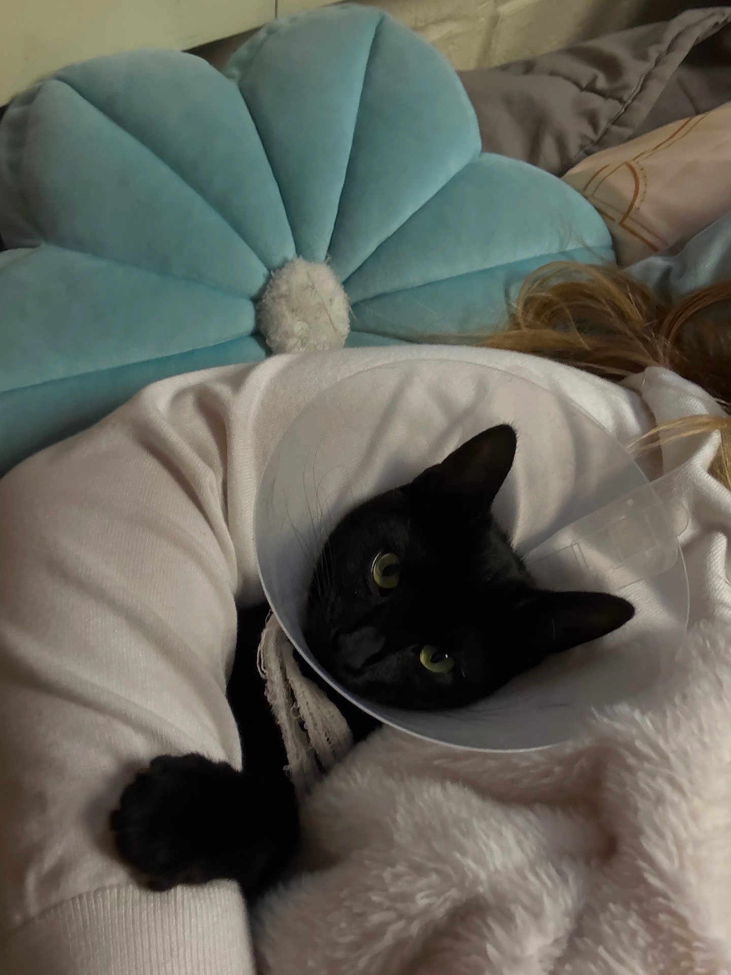 Luna is registered to the contest to win money with this photo: cat, black_cat, cone, e_collar, pet, feline, blanket, pillow, plush_pillow, bed, indoor, human_arm, cozy, green_eyes, whiskers, ears, fur, resting, snuggle, relaxing