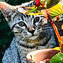 cat, tabby, plant, pot, greenery, whiskers, sunlight, outdoor, closeup, animal, pet, fur, leaf, nature, garden, cute, curious, mammal, portrait, eyes
