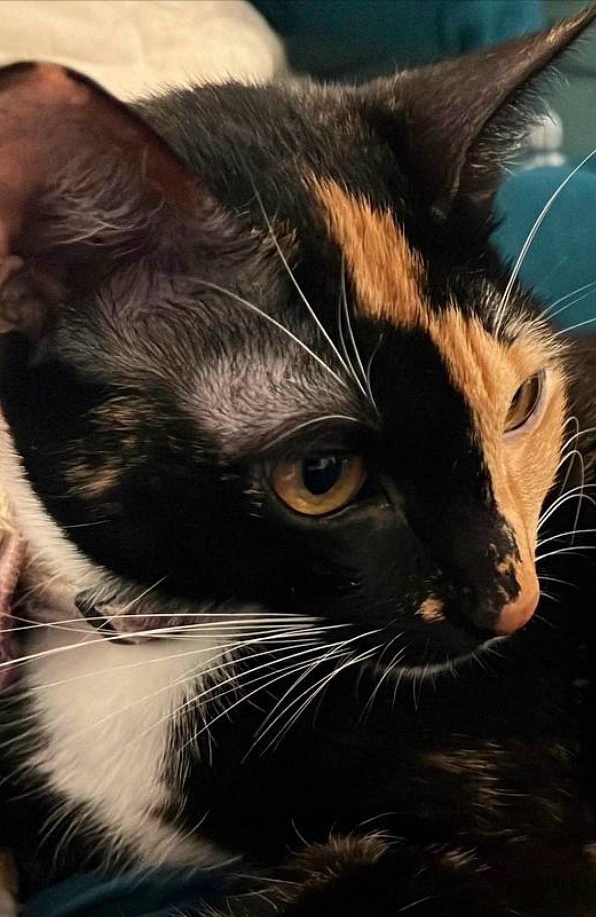 Faye is registered to the contest to win money with this photo: carnivore, cat, close_up, darkness, domestic_short_haired_cat, ear, felidae, fur, grass, small_to_medium_sized_cats, snout, terrestrial_animal, whiskers, wildlife, window