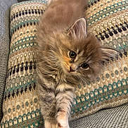 Flossy joined the competition — help win amazing prizes! animal, cat, cozy, curious, cushion, cute, domestic, ears, feline, fluffy, fur, indoor, kitten, patterned, paws, pet, relaxed, sofa, whiskers, young