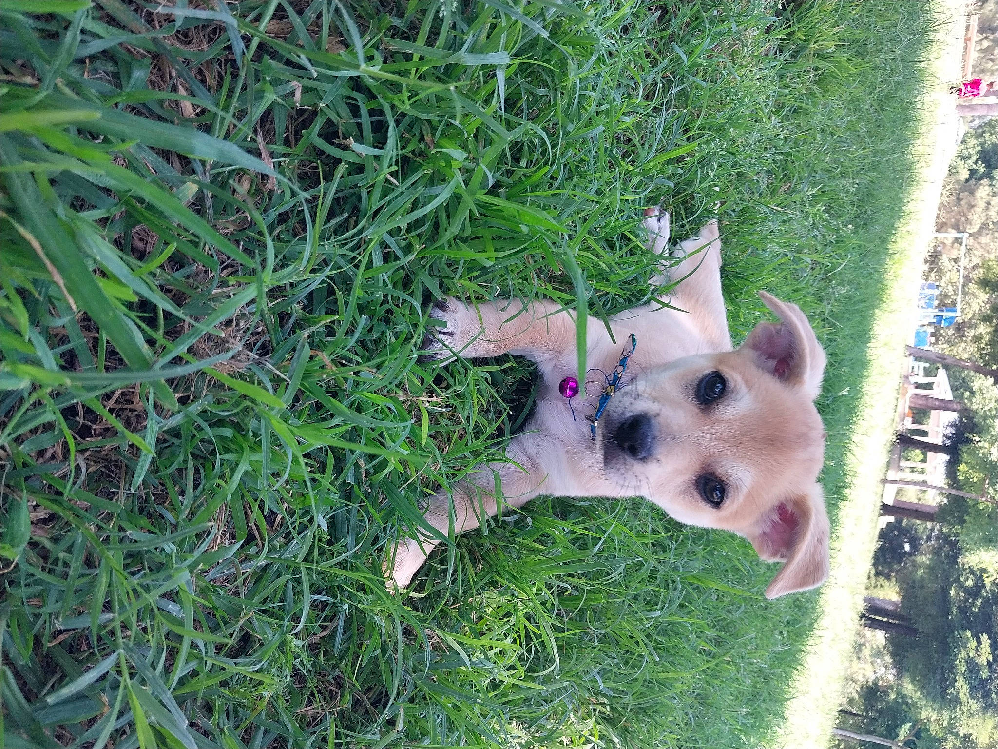 Porkchop is registered to the contest to win money with this photo: canidae, carnivore, collar, companion_dog, dog, dog_breed, dog_supply, fawn, fur, grass, groundcover, herbaceous_plant, plant, shrub, snout, sporting_group, tail, tree, wildlife, working_animal