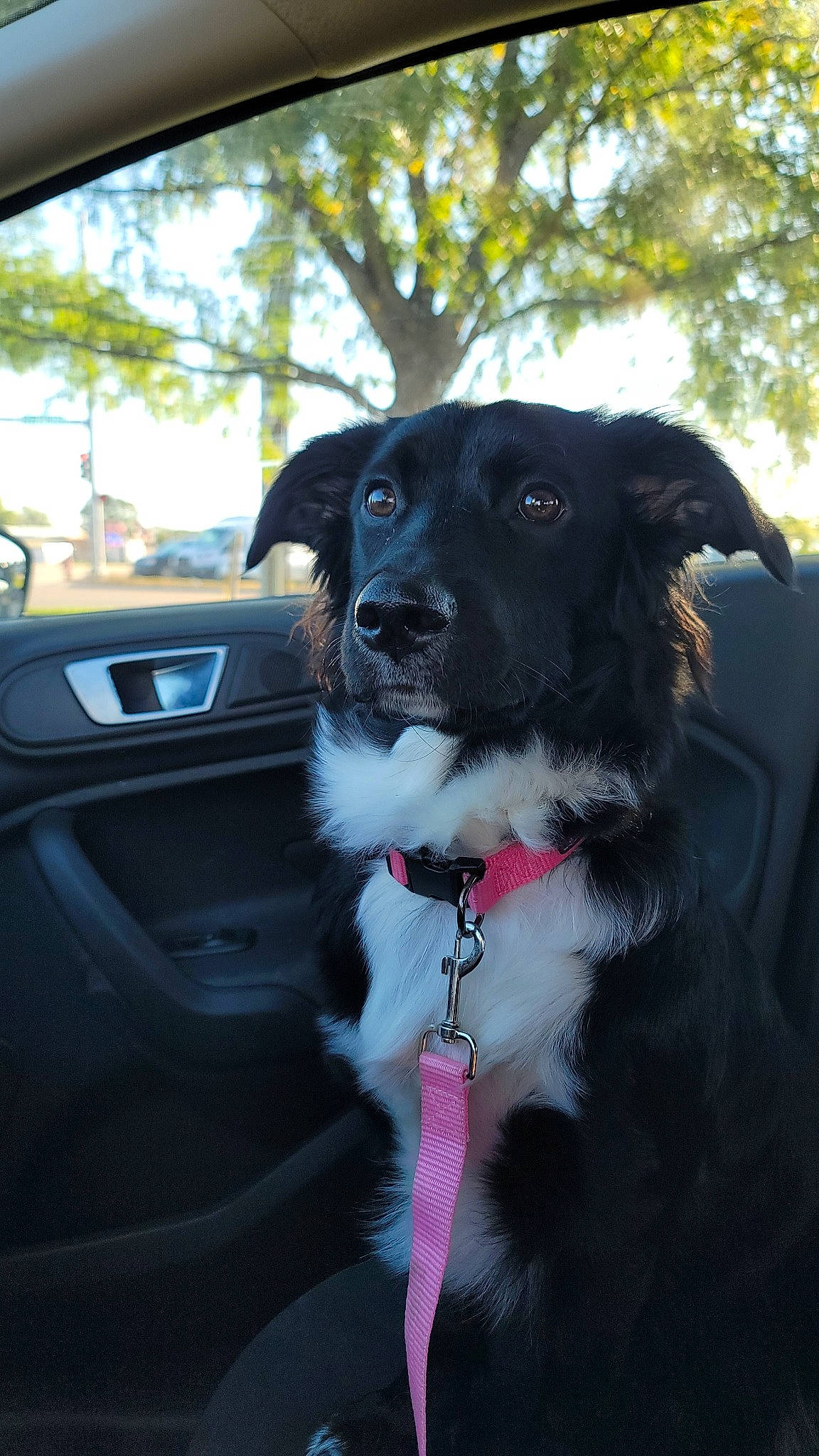 Midnight is registered to the contest to win money with this photo: automotive_exterior, automotive_lighting, automotive_mirror, car, carnivore, collar, companion_dog, dog, dog_breed, dog_collar, motor_vehicle, personal_luxury_car, plant, rear_view_mirror, snout, steering_wheel, tree, vehicle, vehicle_door, whiskers