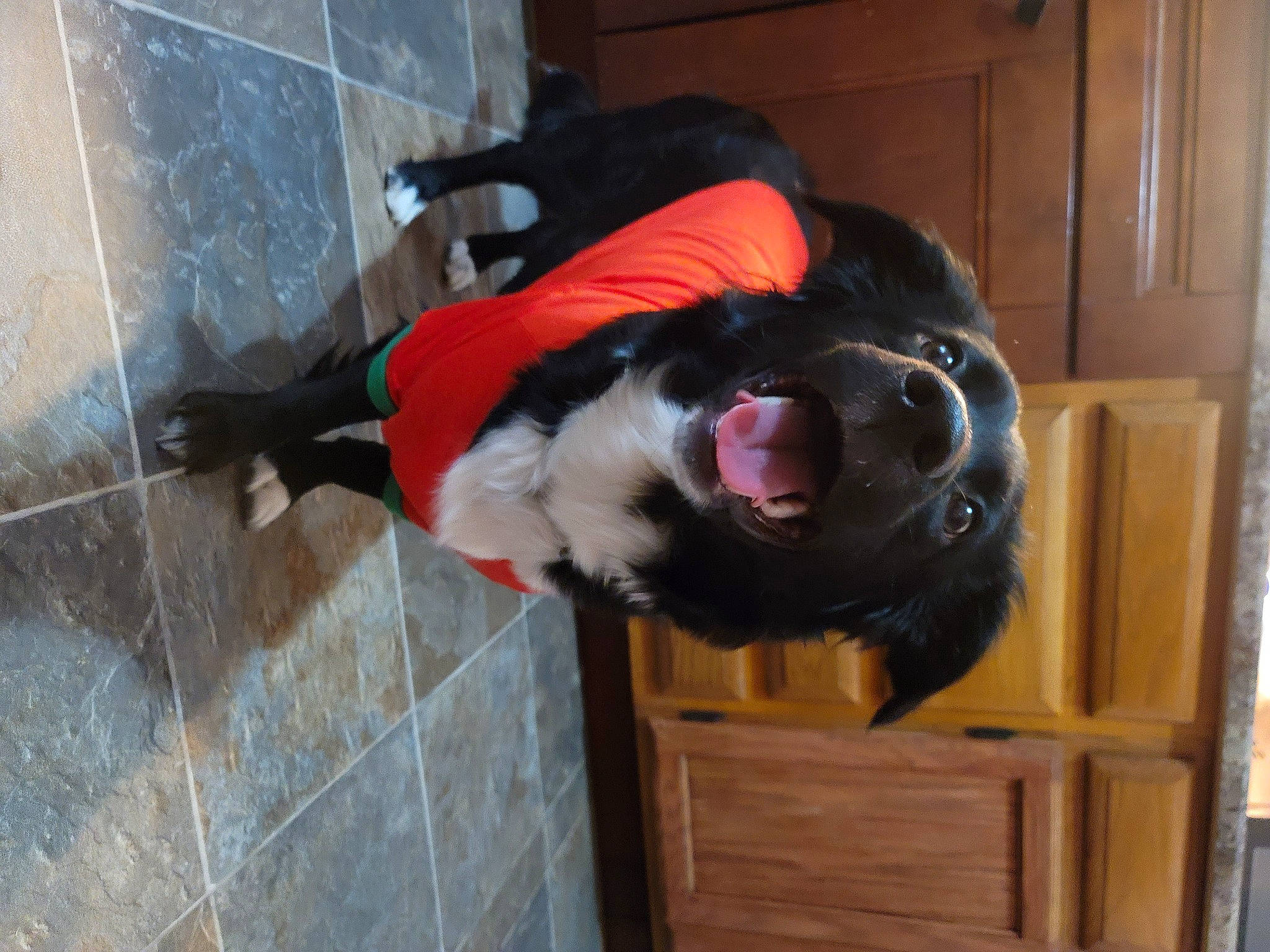 Midnight joined the competition — help win amazing prizes! cabinetry, canidae, carnivore, collar, companion_dog, dog, dog_breed, door, fawn, flooring, fur, hardwood, natural_material, pet_supply, smile, snout, sporting_group, tail, wood, working_animal