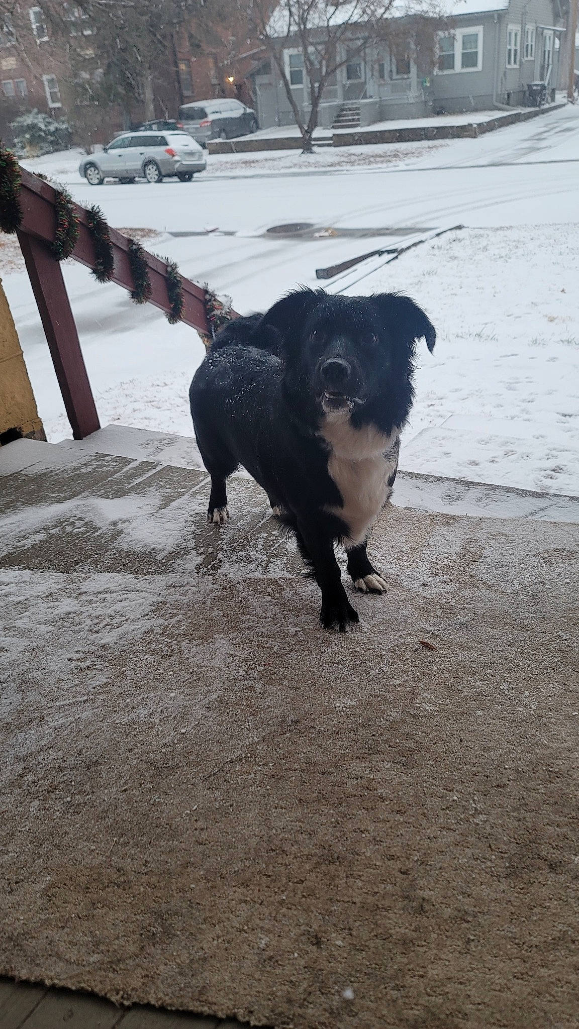 Midnight joined the competition — help win amazing prizes! automotive_tire, canidae, car, carnivore, companion_dog, dog, dog_breed, dog_collar, freezing, fur, shadow, snow, soil, tail, tints_and_shades, tire, tree, wheel, winter, working_animal